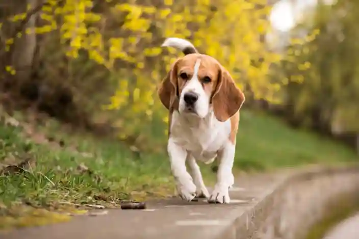 Détection canine des punaises de lit : Guide complet 2025