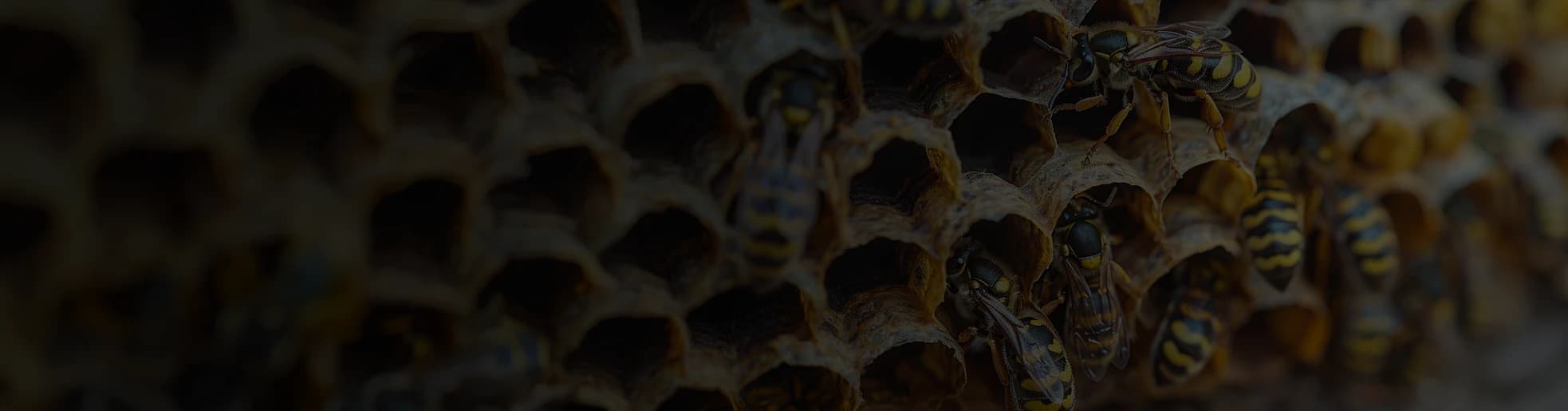 Intervention de destruction professionnelle des nids de guêpes