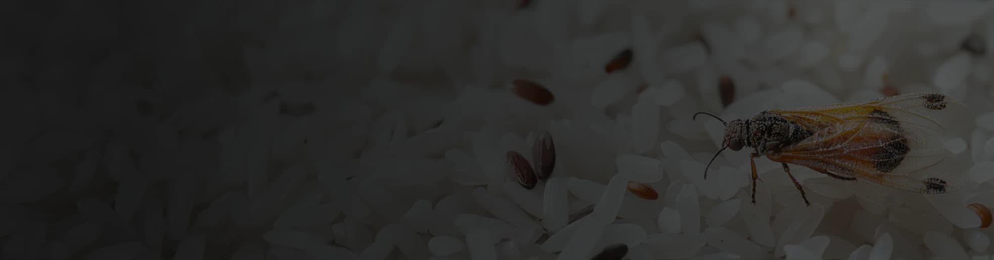 Intervention de traitement des mites alimentaires