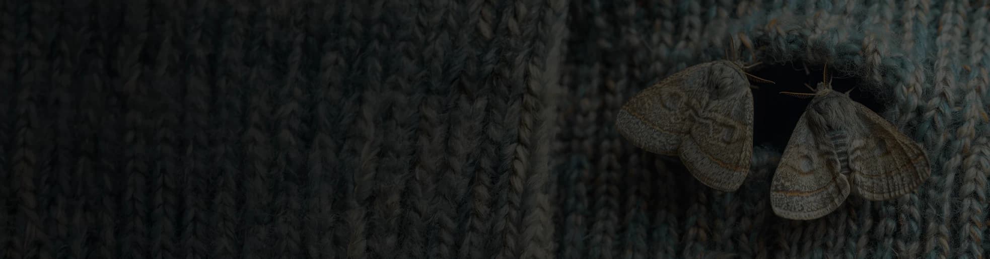 Traitement professionnel des mites textiles à Lyon