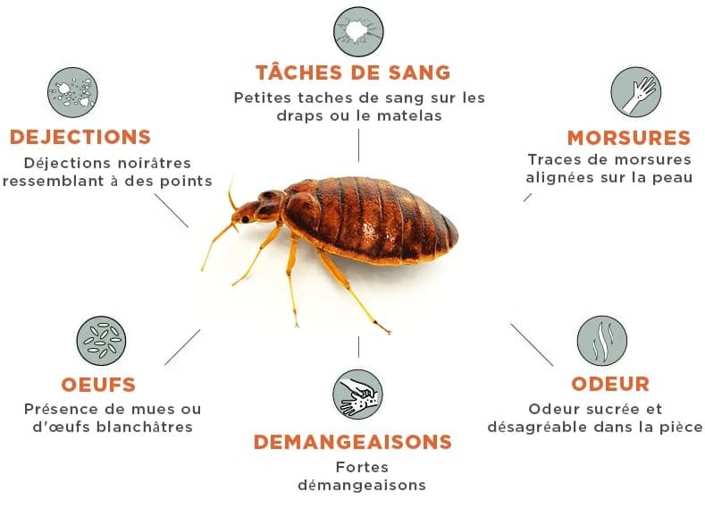 Schéma signes punaises de lit