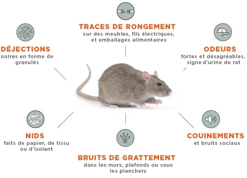 Schéma illustrant les habitudes des souris pour savoir comment les détecter et les éradiquer