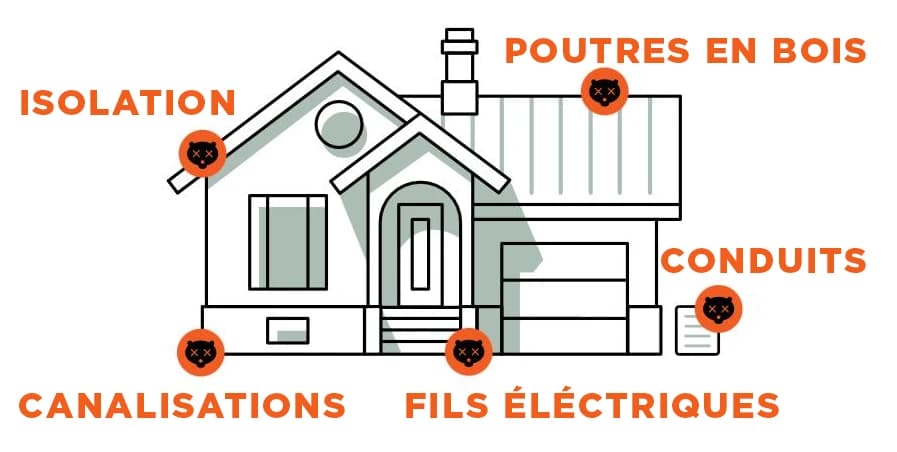 Schéma de prévention des dégâts causés par les souris