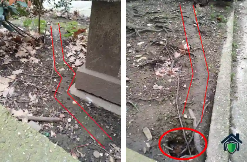 Traces de rongeurs menant à l'entrée d'un terrier actif