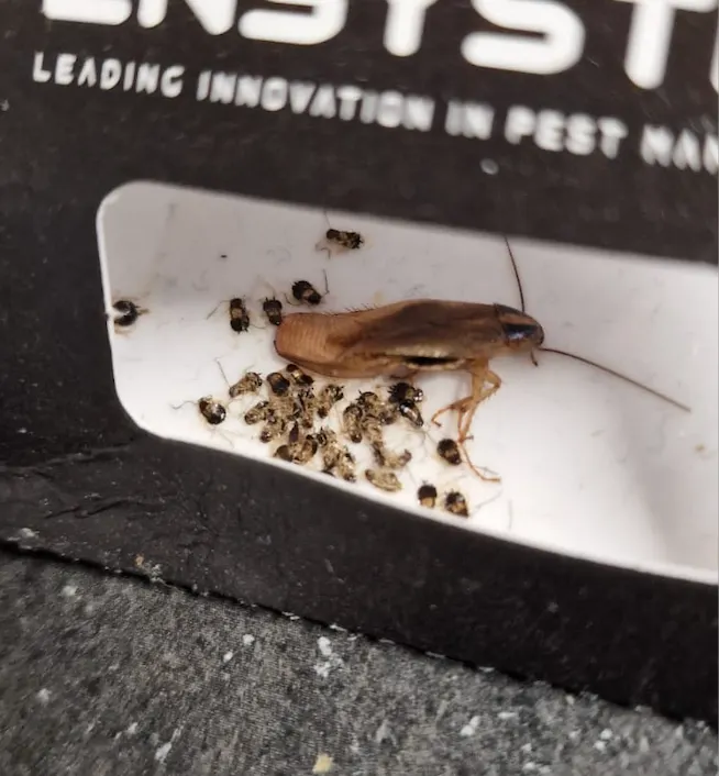 plaque de glue contre les cafards