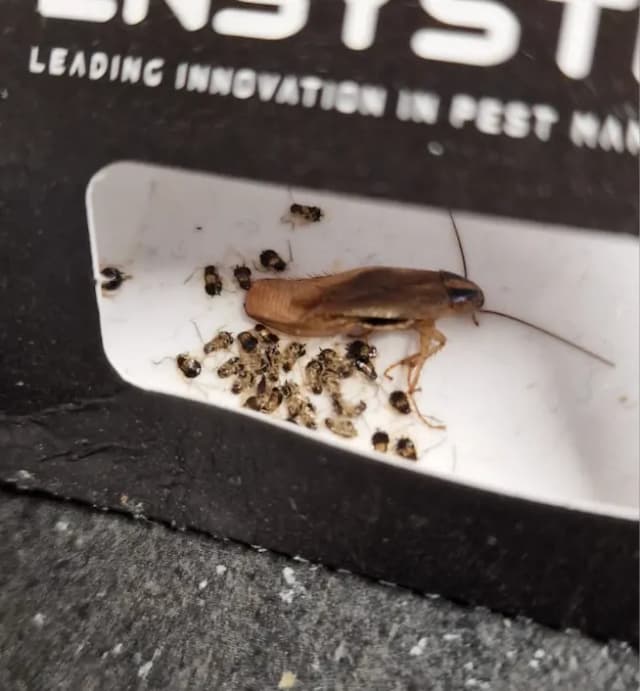 Pose d'appâts anti-cafards à Vénissieux