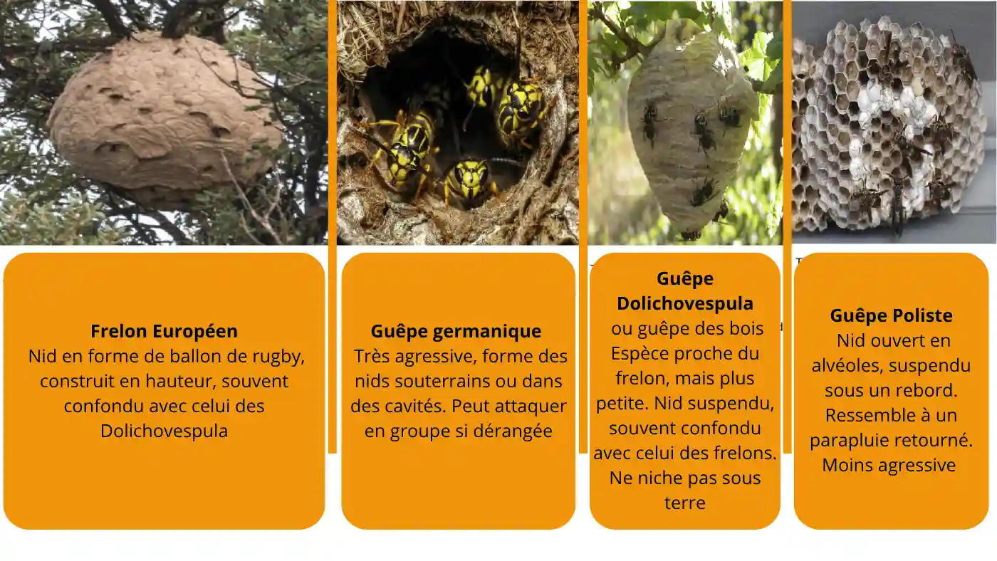 reconnaître tous les types de nids de frelons