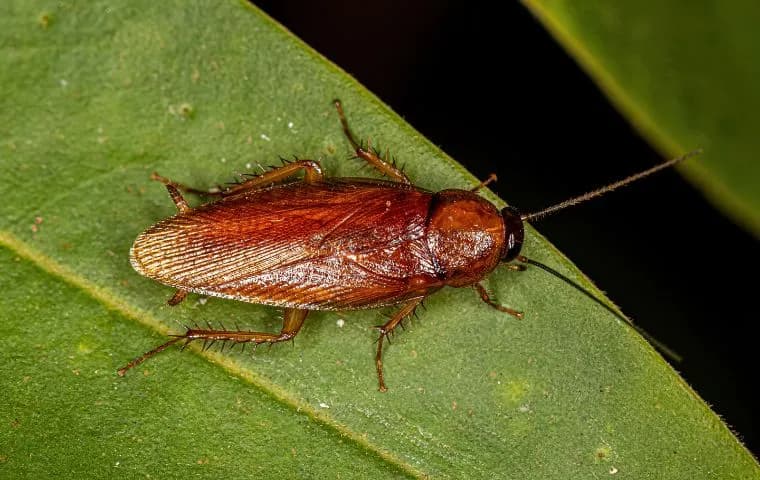 Photo d'un cafard de jardin lors d'une intervention anti cafards à Lyon