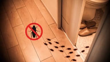 Pourquoi les cafards reviennent toujours malgré les traitements ?