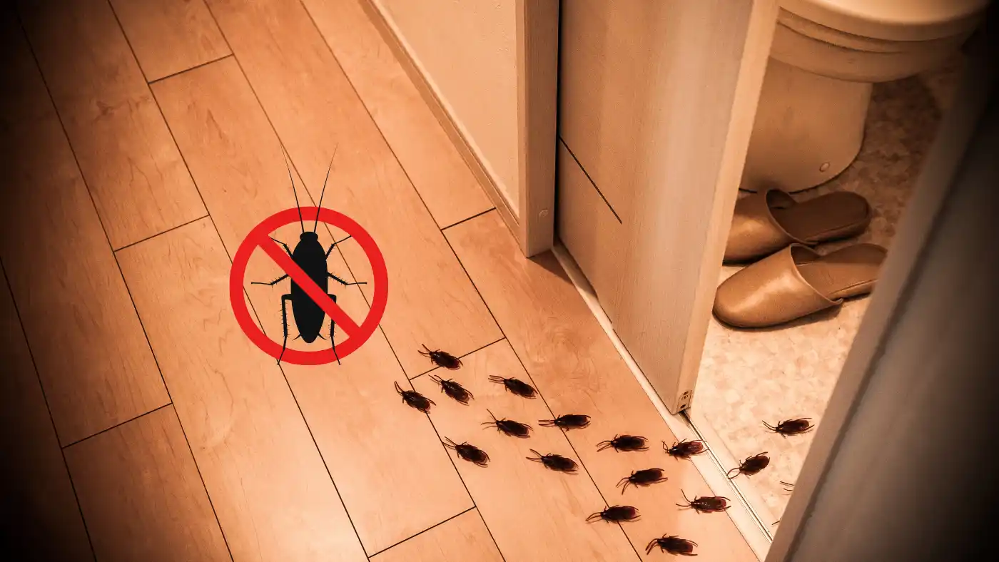 Pourquoi les cafards reviennent toujours malgré les traitements ?