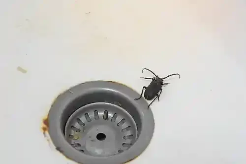 Cafard noir sur l'évier de cuisine : zone humide privilégiée