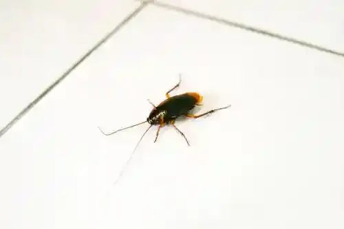 Cafard noir gros plan : identification blatte orientale