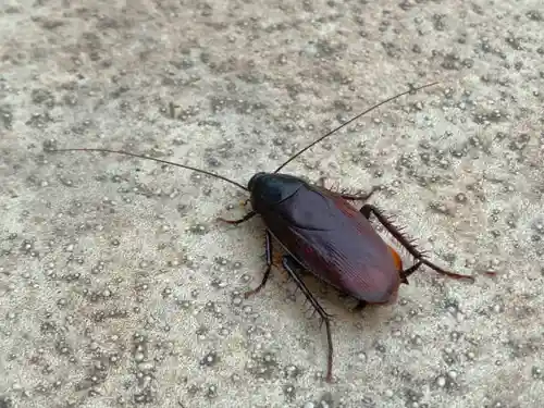 Cafard noir ou blatte orientale : identification et caractéristiques