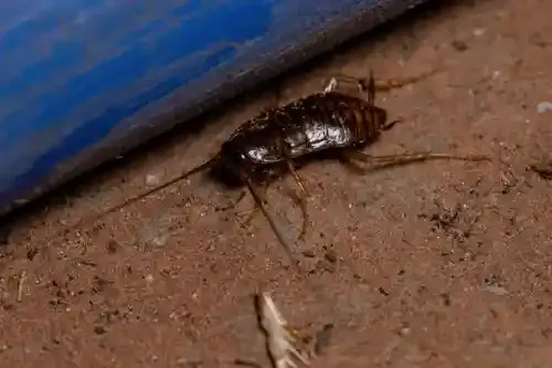 Cafard noir dans une cave : blatte orientale au sol