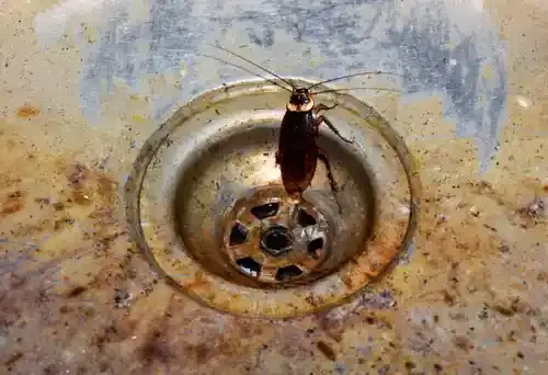 Cafard noir dans l'évier de cuisine : déplacement au rez-de-chaussée