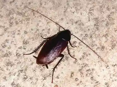 Cafard noir dans la cuisine : blatte orientale en activité