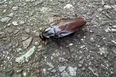 Cafard noir à l'extérieur : signe d'infestation proche