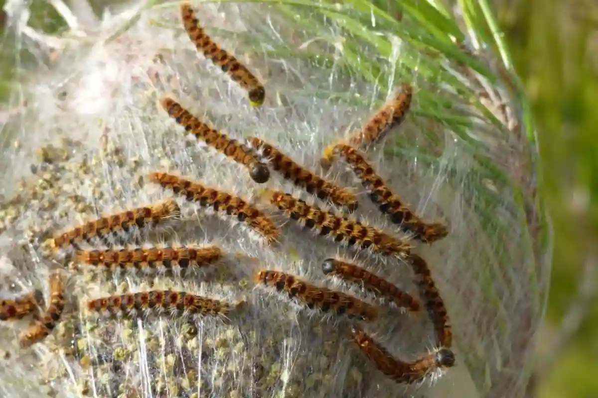 Traitement professionnel des chenilles processionnaires à Lyon