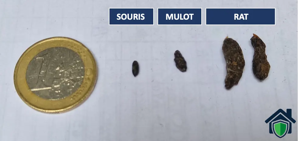 Comparatif photo de crottes de souris, mulot et rat