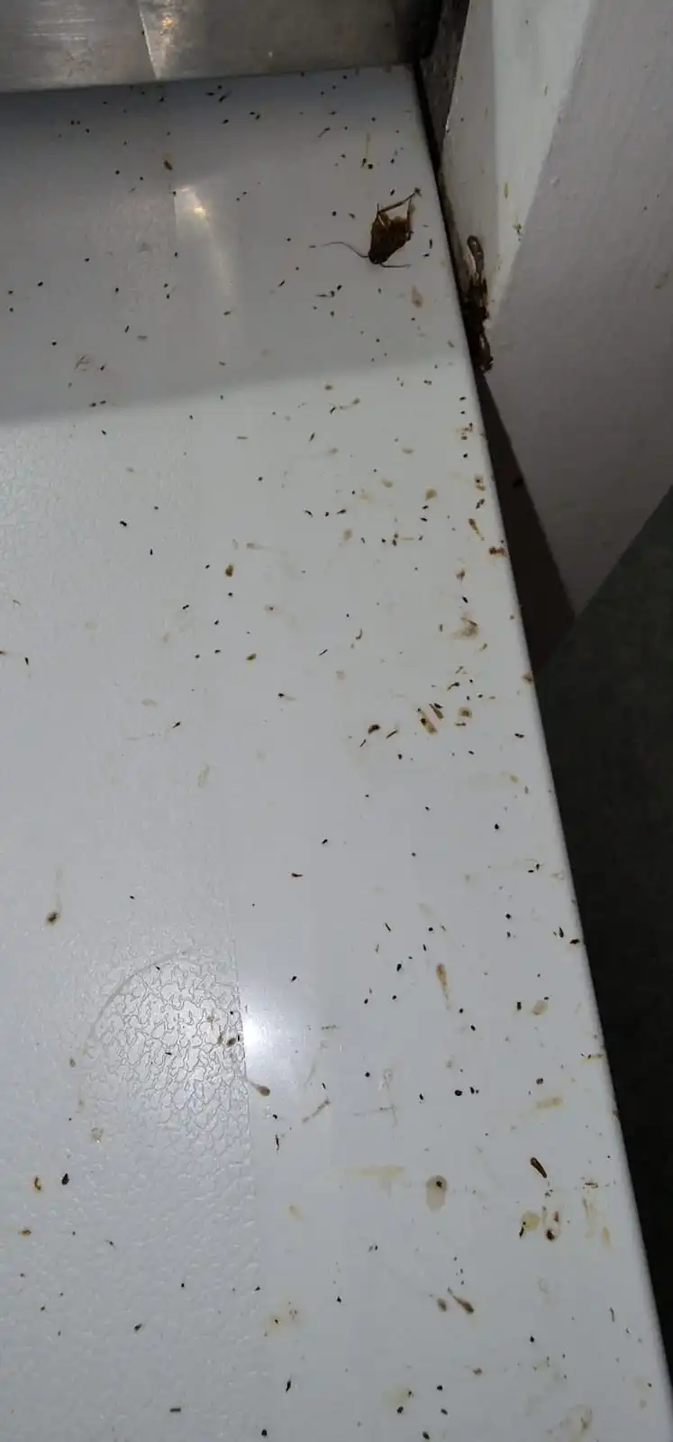 Crottes de cafards dans une cuisine