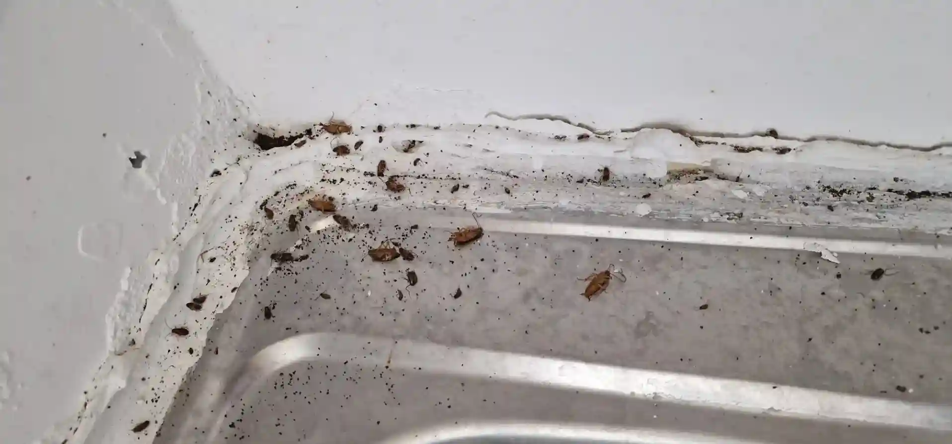 Déjections de cafards autour de l'évier