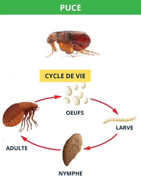 Cycle de vie de la puce : œuf, larve, nymphe et adulte