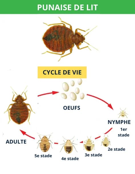 Cycle de vie de la punaise de lit : œuf, nymphe et adulte