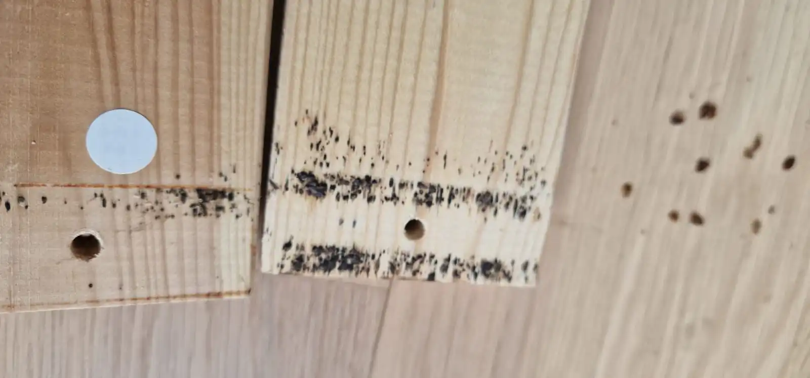 Guide visuel des signes de la présence de punaises de lit