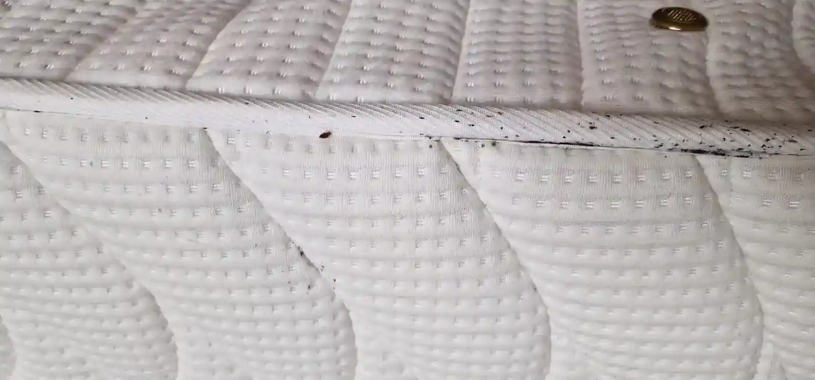 Punaises de lit mortes