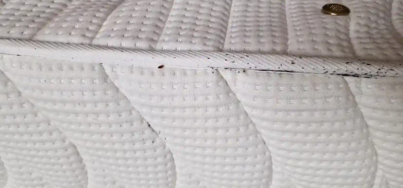 Punaises de lit mortes