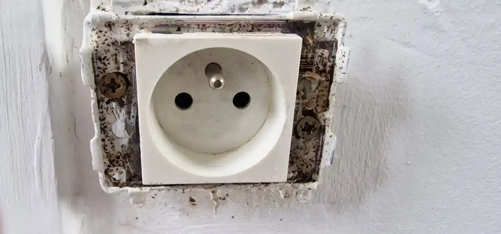 Punaises de lit repérées dans un canapé lit