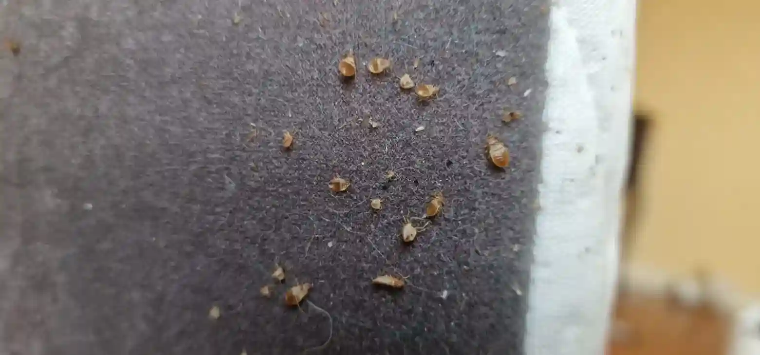 Punaises de lit sur matelas