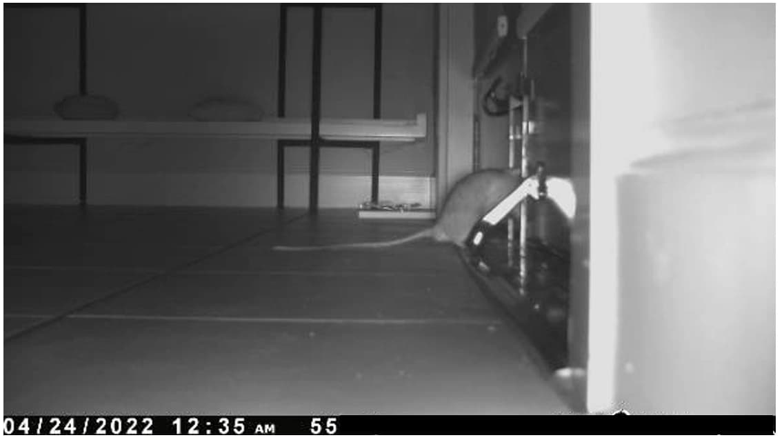 Image montrant le résultat de notre caméra detection des rongeurs la nuit chez nos clients