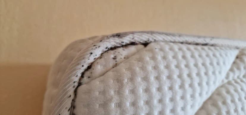 Punaises de lit mortes