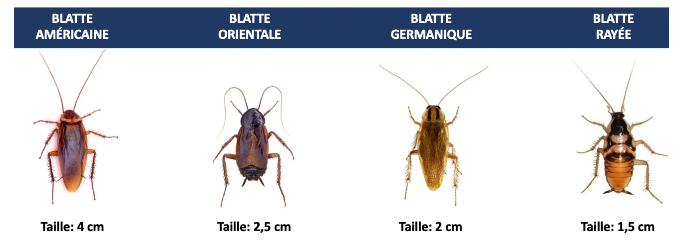 Guide d'identification des principales espèces de cafards : blatte américaine, orientale, germanique et rayée