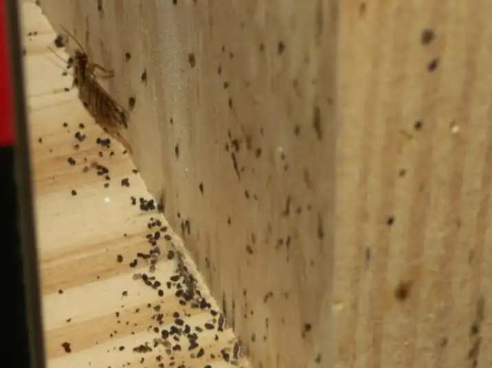Crottes de cafards sur bois, gros plan