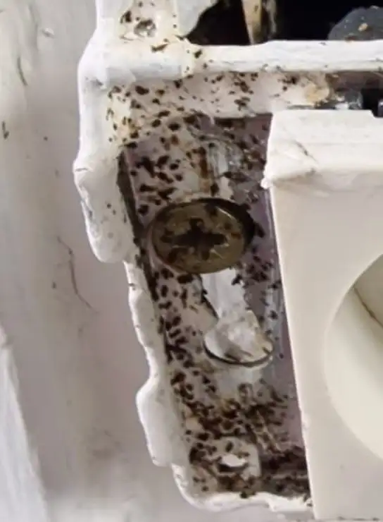 Gros plan de crottes de cafards