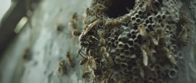 Guêpes sous toiture : Qui paye selon la loi en 2025 ?