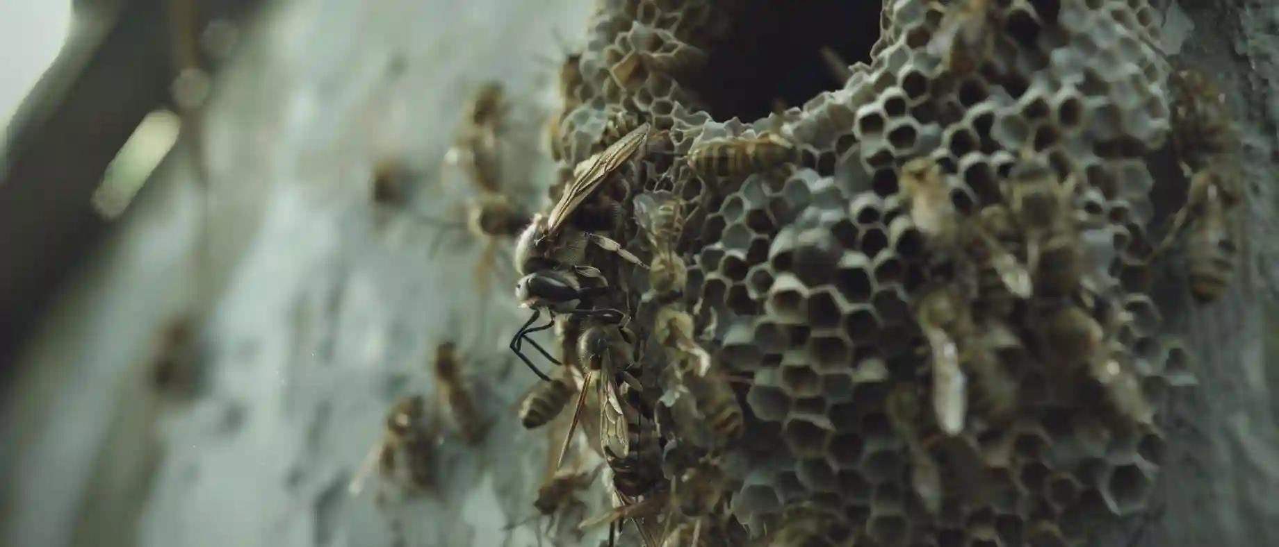 Guêpes sous toiture : Qui paye selon la loi en 2025?