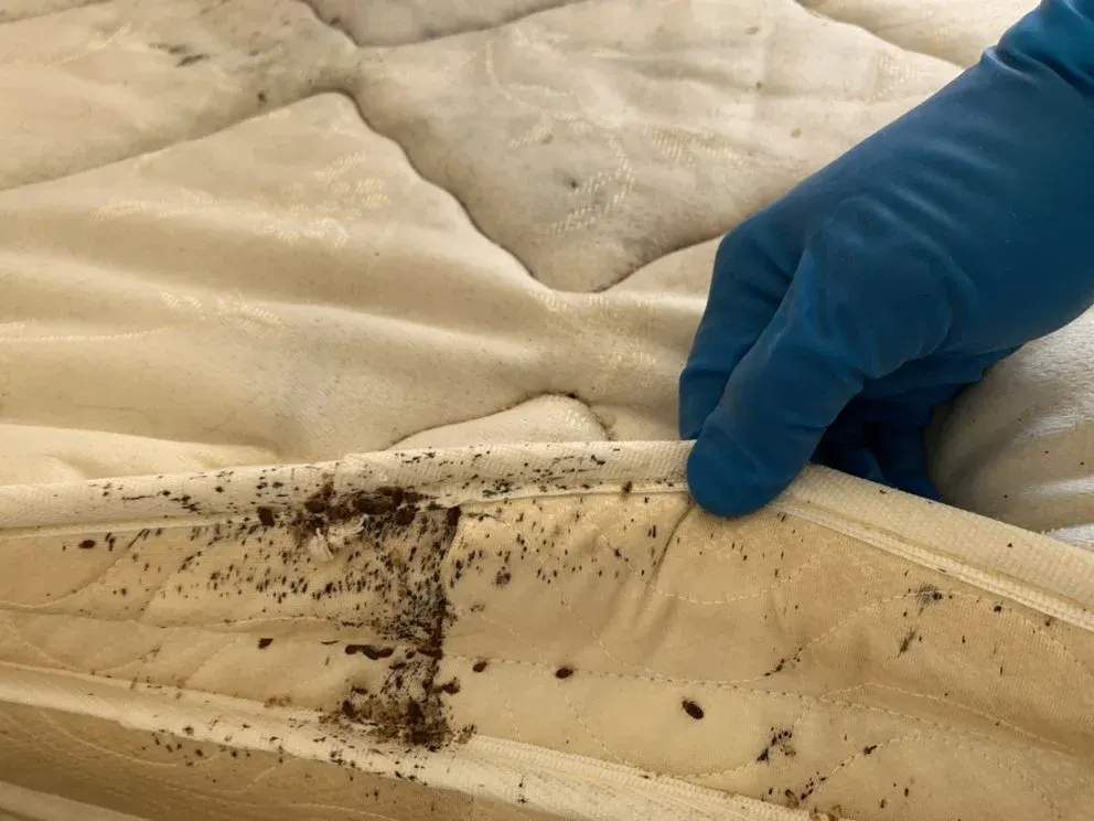 Guide visuel d'un matelas infesté de punaises de lit lors de notre intervention