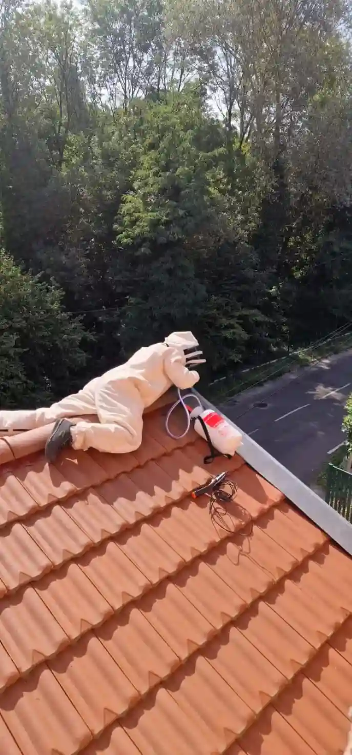 Intervention pour un nid de frelons asiatiques sous toiture