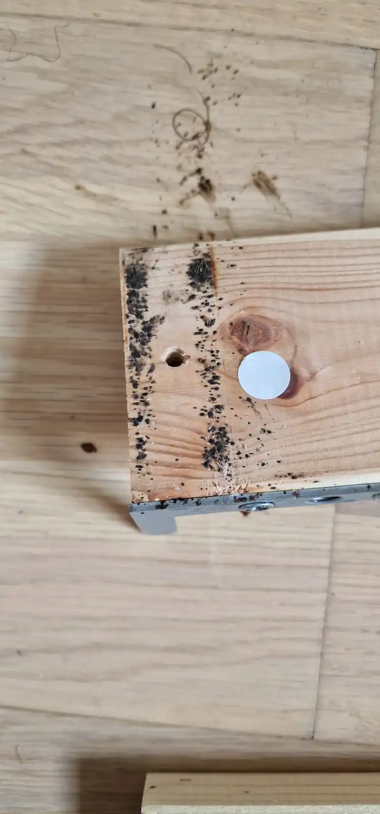 Punaises de lit sous les lattes du sommier