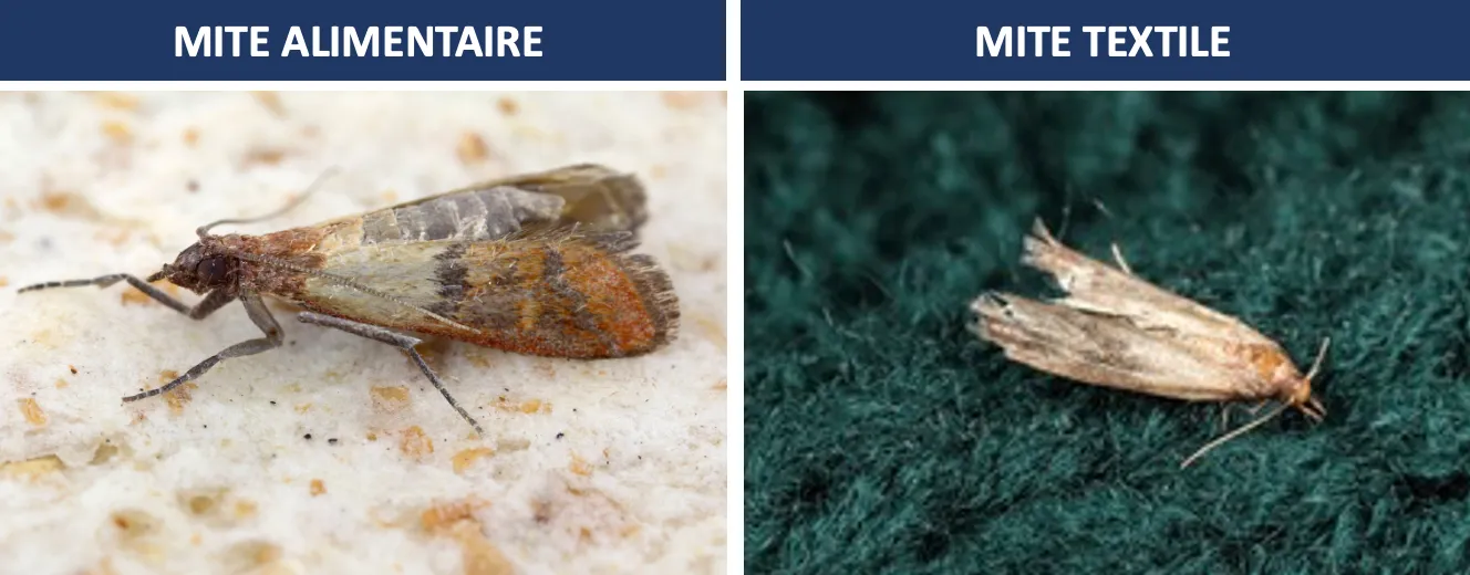 mite alimentaire ou mite textile