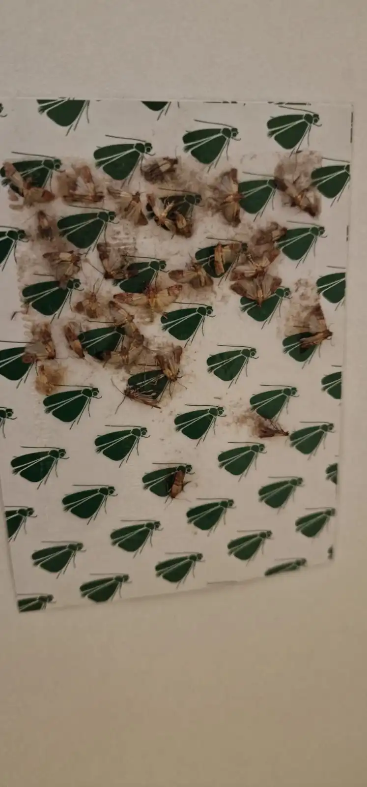 Piège à phéromone saturé de mites alimentaires dans un placard à Lyon