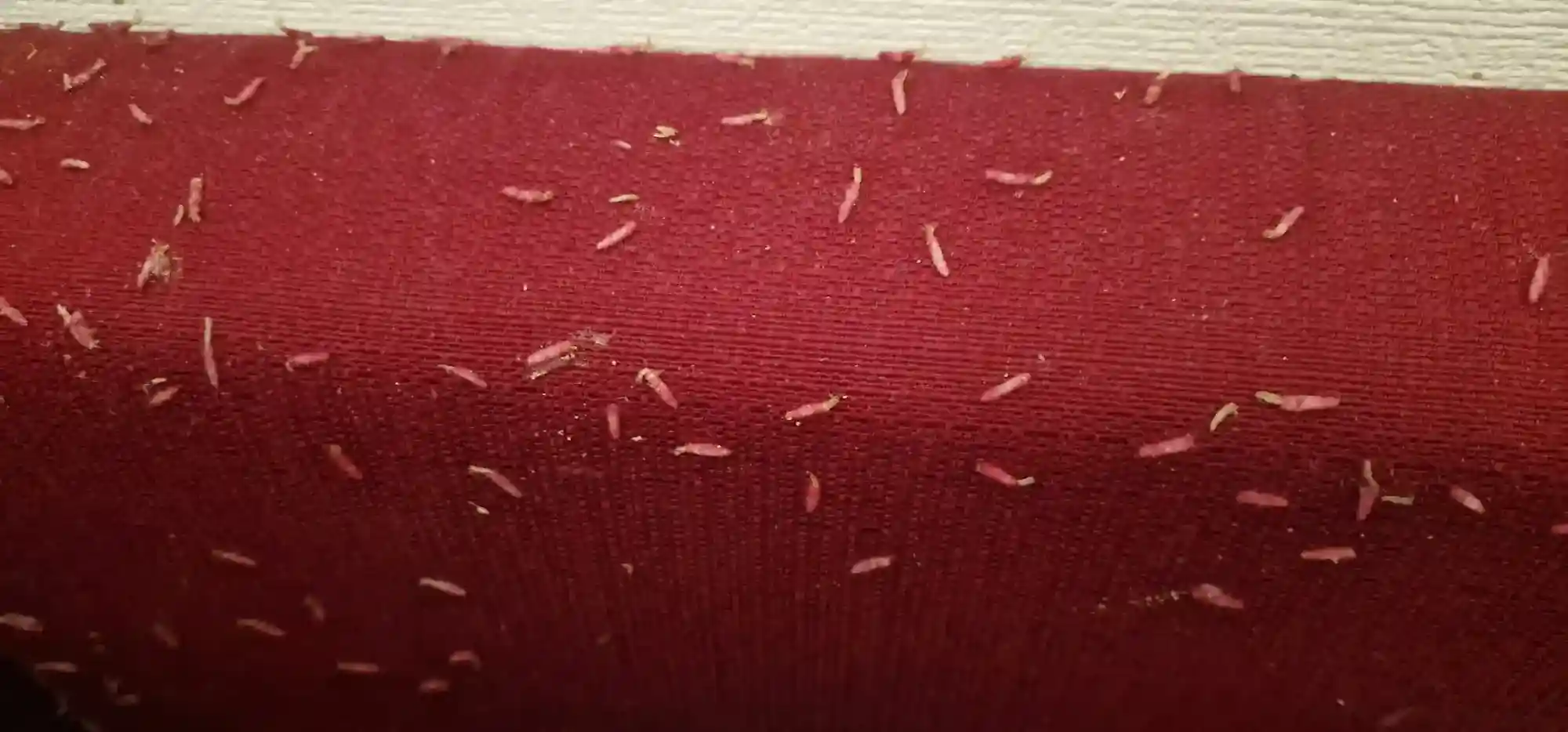 Larves de mites sur un canapé montrant les dégâts causés au tissu par leur reproduction rapide
