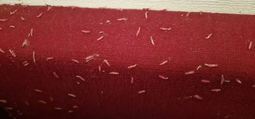 Larves de mites textiles sur canapé lors d'une intervention à Lyon
