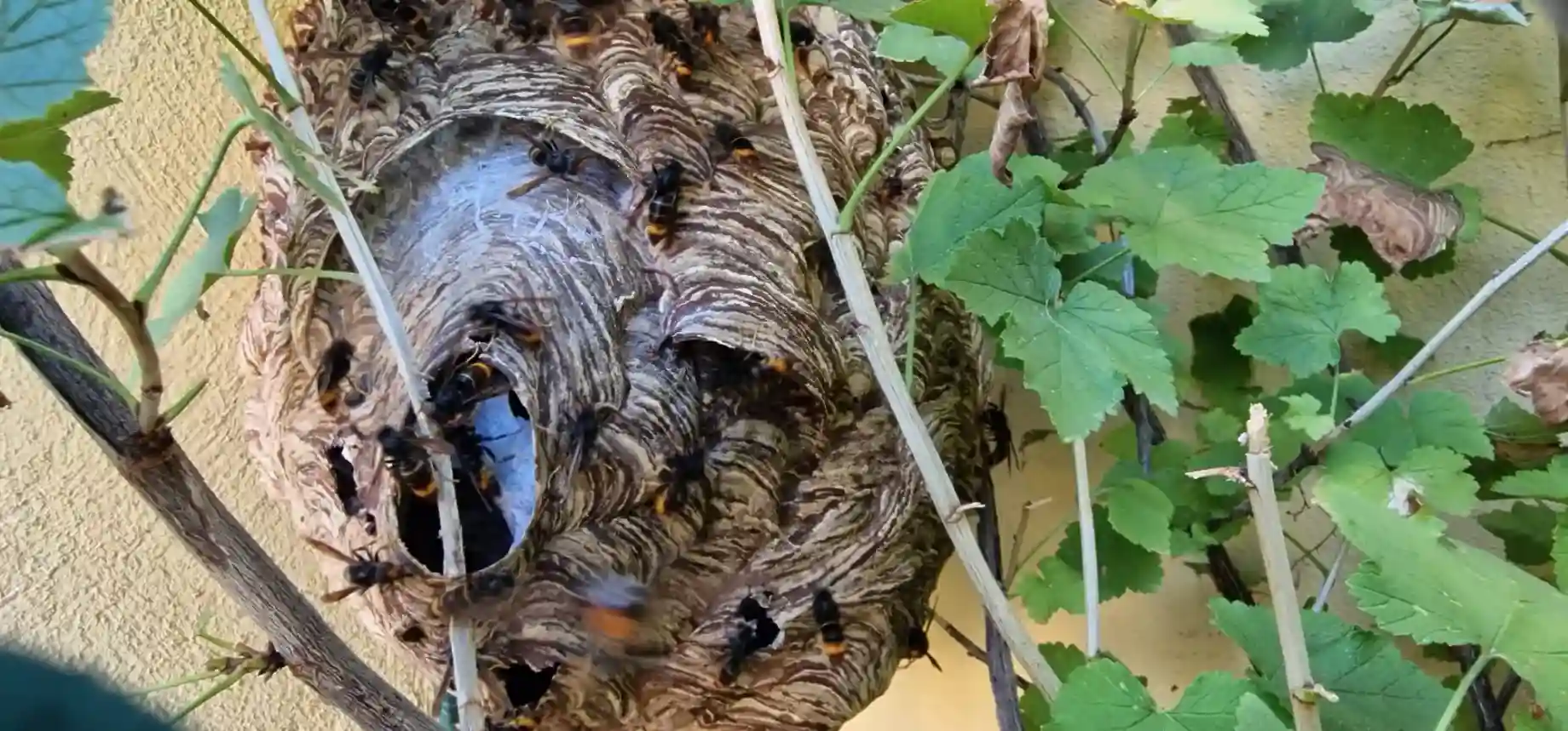 Gros nid de frelons asiatiques lors d'une intervention à Caluire-et-Cuire
