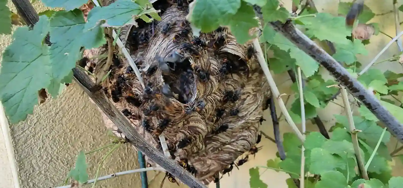 Comment reconnaître un nid de frelons asiatiques ? (Guide complet)