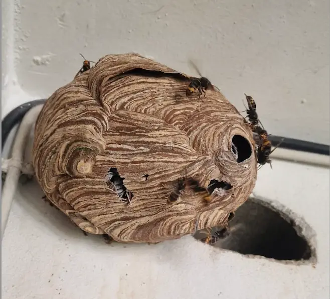 Nid de frelons asiatiques accroché en hauteur dans un arbre