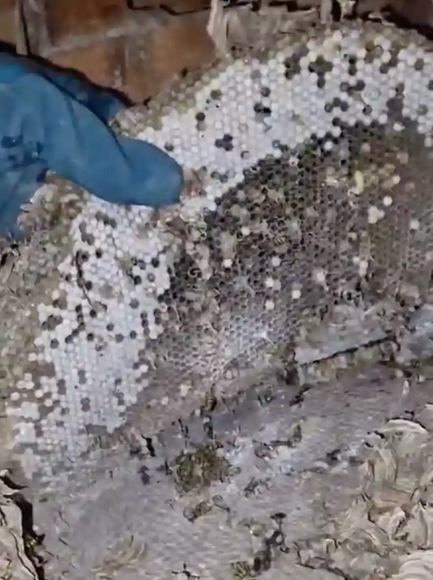 Nid de guêpes détecté dans les combles lors d'une intervention à Rillieux-la-Pape